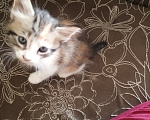 Кошки в Сочи: Возьмите котёнка Девочка, 1 руб. - фото 3