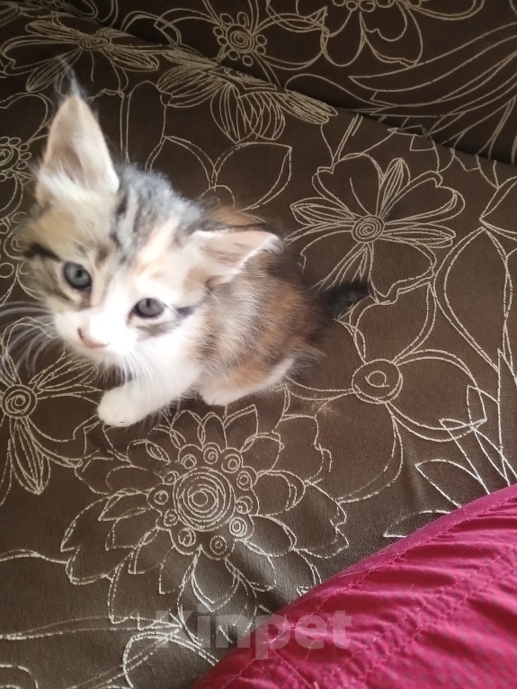 Кошки в Сочи: Возьмите котёнка Девочка, 1 руб. - фото 3