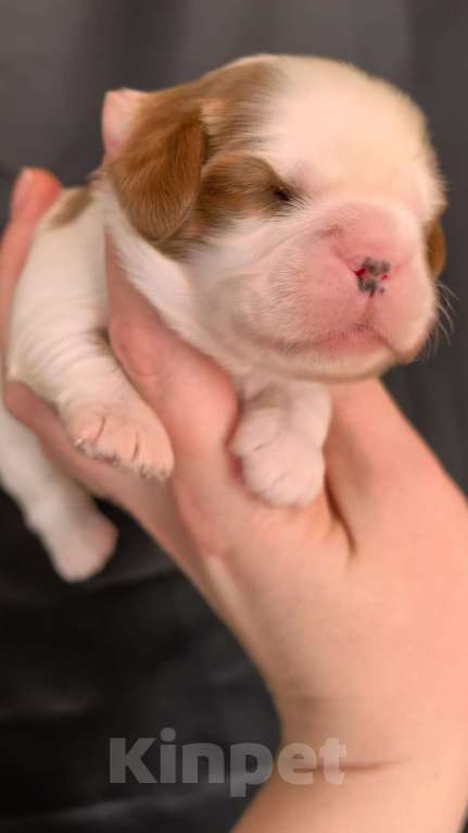 Собаки в Москве: Мальчик кавалер Кинг Чарльз Спаниель Мальчик, 90 000 руб. - фото 4