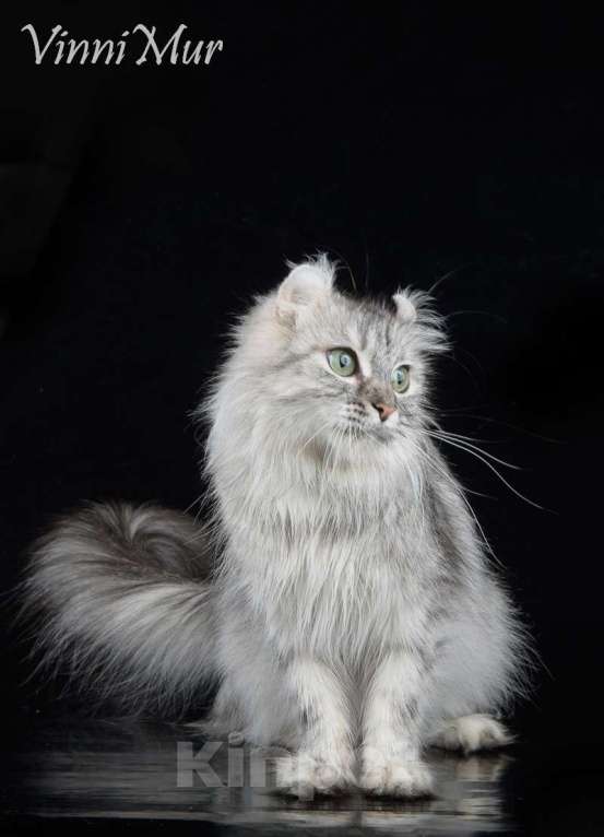 Кошки в Санкт-Петербурге: Американский керл  Девочка, Бесплатно - фото 2