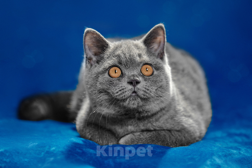 Кошки в Магнитогорске: Caramelka Marshmallow Девочка, 10 000 руб. - фото 1