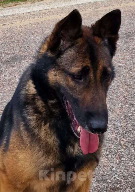 Собаки в Москве: Красавец Бард Мальчик, Бесплатно - фото 1