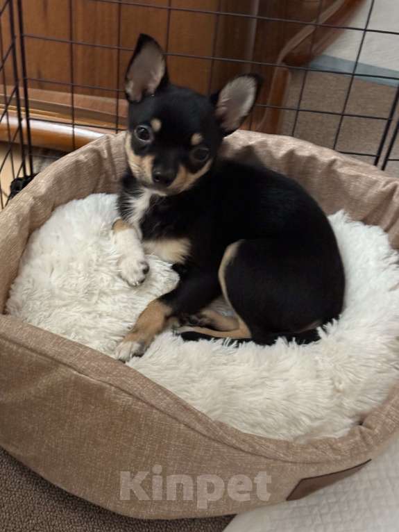 Собаки в Москве: Чихуахуа, щенок Мальчик, 20 000 руб. - фото 4