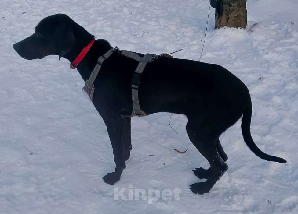 Собаки в Москве: Пойнтер Адель в дар Девочка, Бесплатно - фото 3