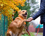 Собаки в Санкт-Петербурге: Мягкая и послушная молодая собака ищет дом Девочка, Бесплатно - фото 4
