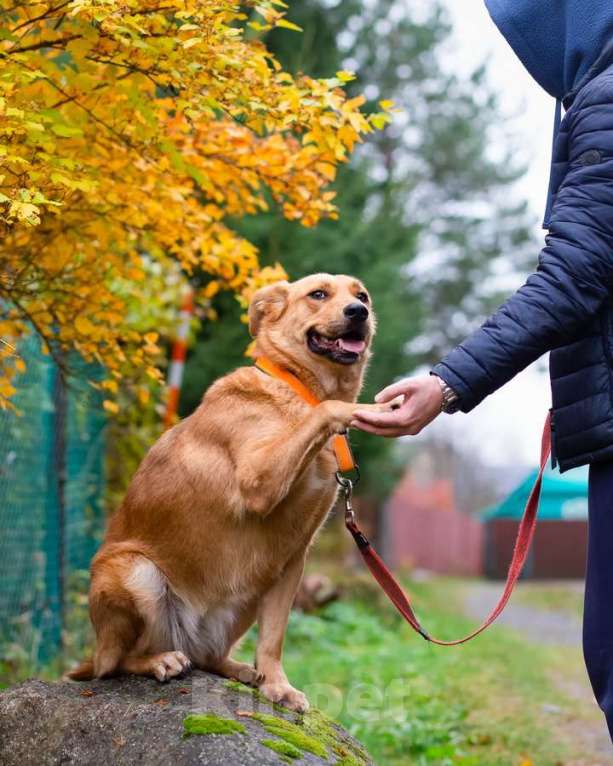 Собаки в Санкт-Петербурге: Мягкая и послушная молодая собака ищет дом Девочка, Бесплатно - фото 4