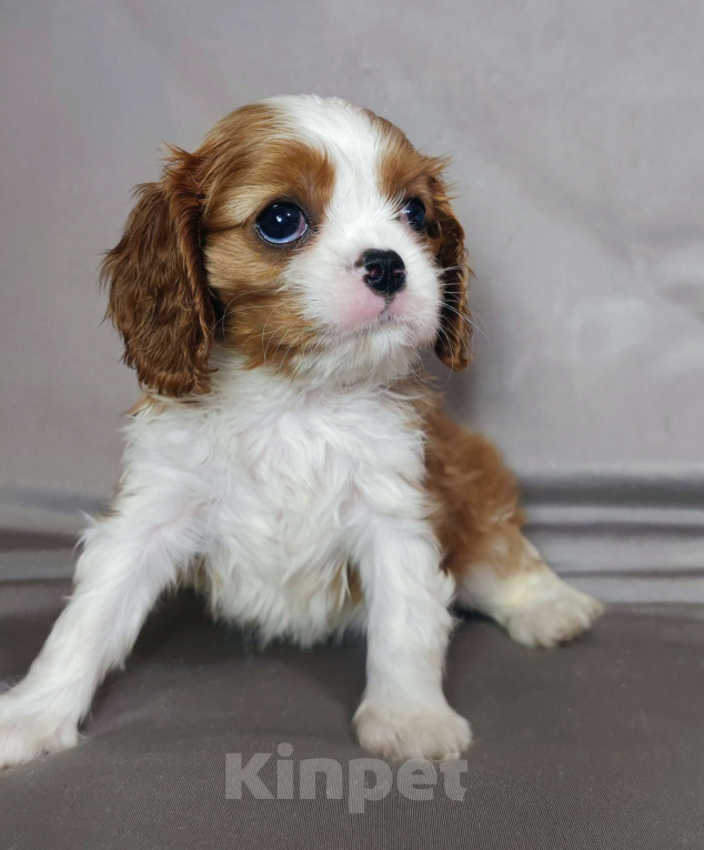 Собаки в Санкт-Петербурге: Миниатюргая девочка кавалер Кинг Чарльз спаниель  Девочка, Бесплатно - фото 5