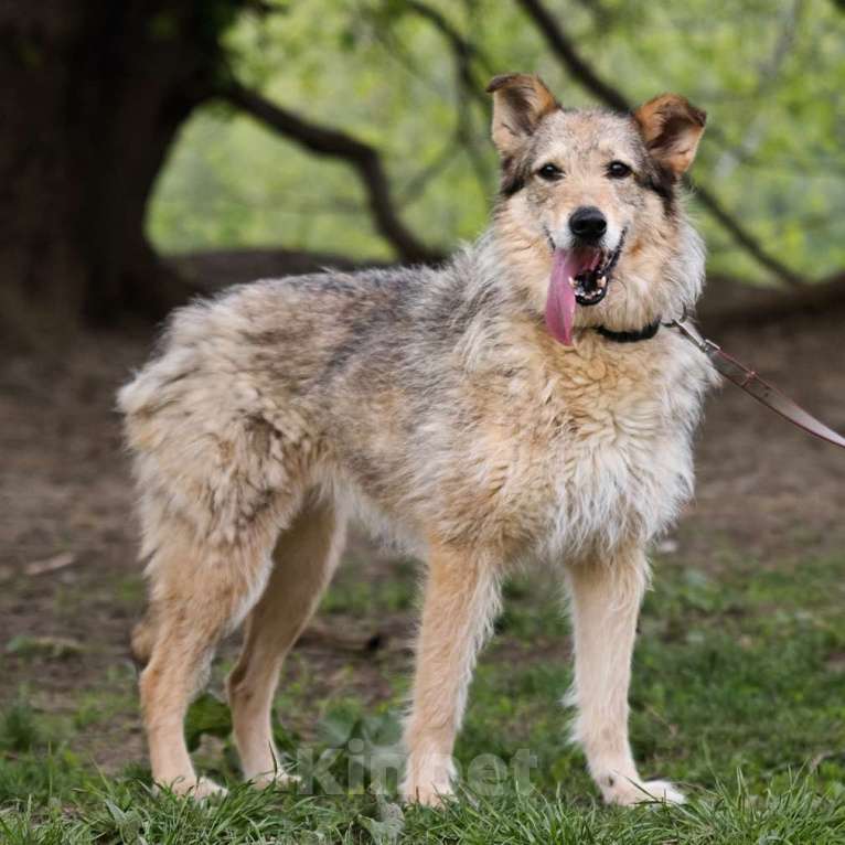 Собаки в Москве: Лея Девочка, Бесплатно - фото 4