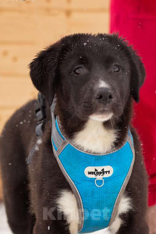 Собаки в Москве: щенок Тим ждет семью в приюте Мальчик, Бесплатно - фото 1