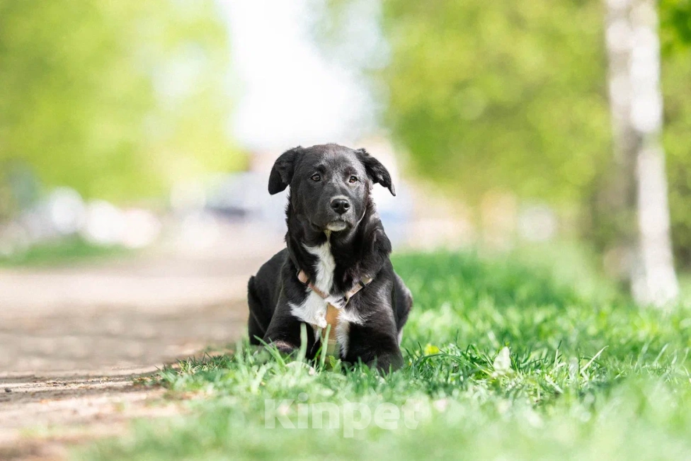 Собаки в Москве: Щенок в дар  Мальчик, Бесплатно - фото 5