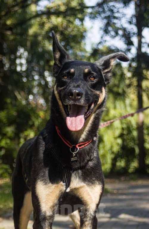 Собаки в Москве: Скромный Шеги Мальчик, Бесплатно - фото 5