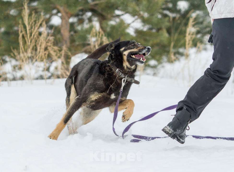 Собаки в других городах Пермского края: Брутальный внешне, а внутри мамочник Мальчик, Бесплатно - фото 3