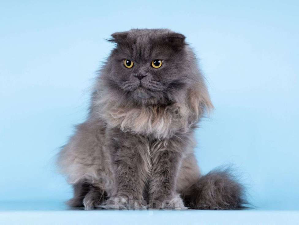 Кошки в Москве: Ласковый кот Помпон в добрые руки Мальчик, Бесплатно - фото 9