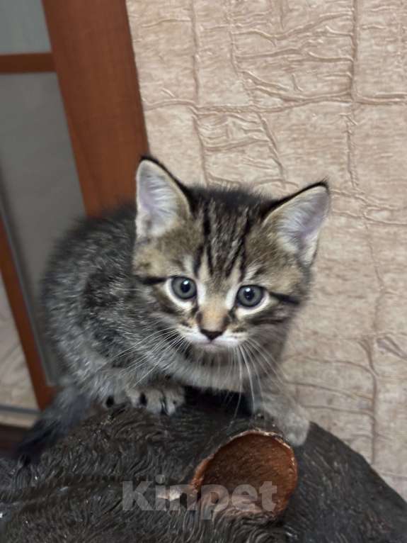 Кошки в Ульяновске: Шотландский котенок  Мальчик, 6 000 руб. - фото 2