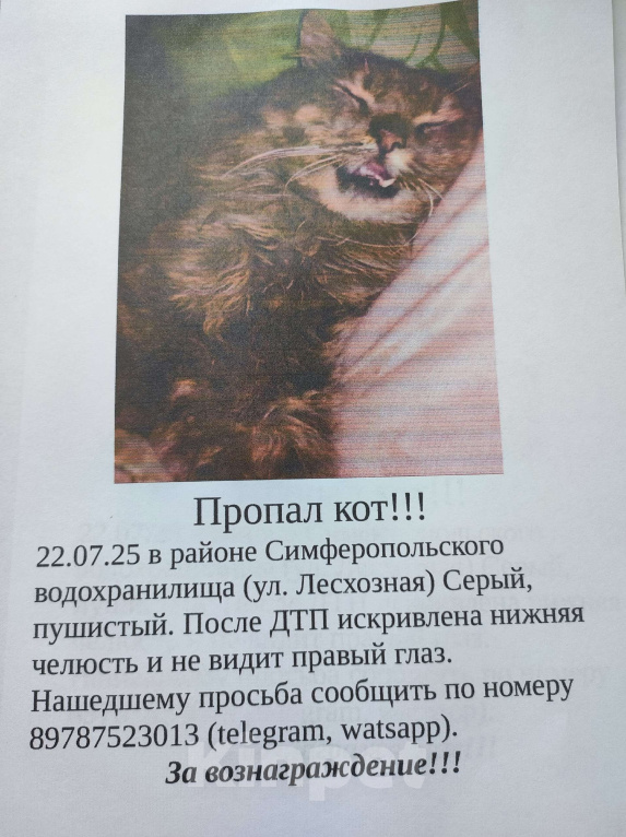 Кошки в Симферополе: Потерялся любимый котик! Мальчик, 20 000 руб. - фото 3