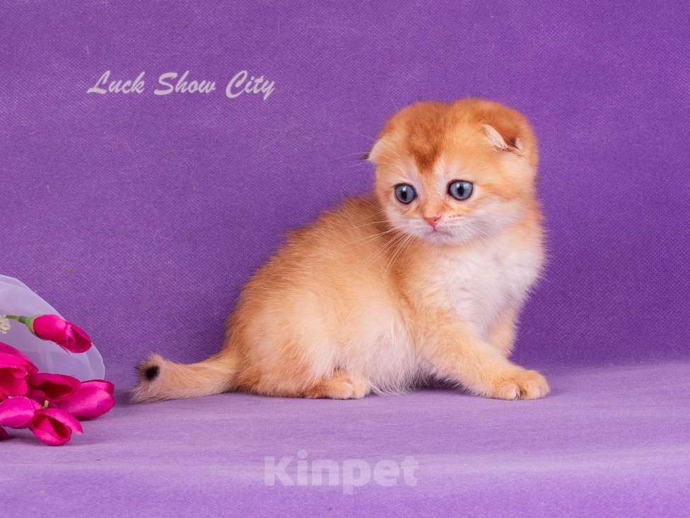 Кошки в Санкт-Петербурге: Золотой скоттиш-фолд Мальчик, Бесплатно - фото 4