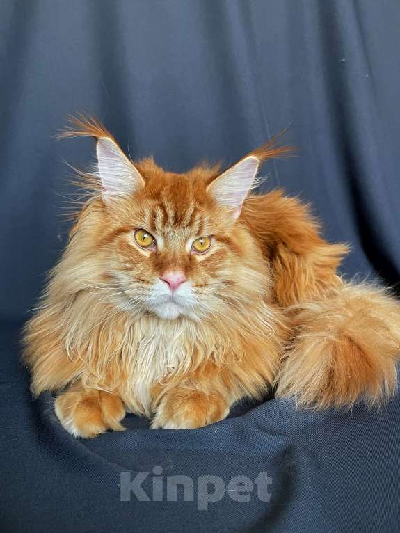 Кошки в Москве: Мейн-кун котенок Мальчик, 50 000 руб. - фото 3