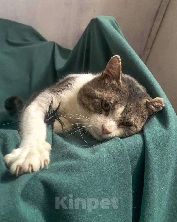 Кошки в Москве: Очаровательный котик с большим и добрым сердцем Мальчик, Бесплатно - фото 3