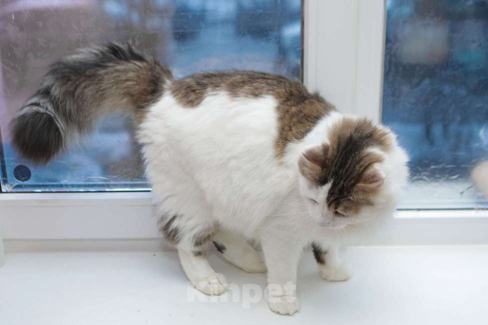 Кошки в Санкт-Петербурге: Обалденные красавцы братики Мальчик, 100 руб. - фото 8
