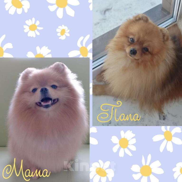 Собаки в Тюмени: Классный парень померанского шпица  Dakster Мальчик, Бесплатно - фото 6