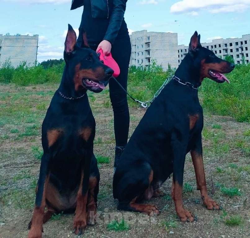 Собаки в Санкт-Петербурге: Готовятся к продаже породные щенки добермана Мальчик, Бесплатно - фото 4