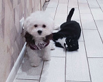 Собаки в Москве: Бишон фризе Девочка, 80 000 руб. - фото 1
