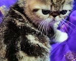 Кошки в Омутнинске: Плюшки экзоты котята, 14 000 руб. - фото 9