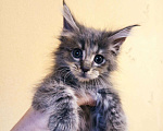 Кошки в Малмыже: Котята мейн-кун, 4 500 руб. - фото 3
