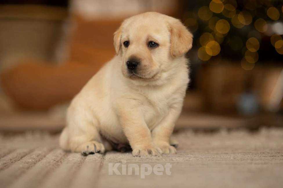 Собаки в Санкт-Петербурге: IRISLAV CREATIVE Мальчик, 140 000 руб. - фото 2