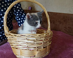 Кошки в Красногорске: Котенок Эмма 1,5 месяца очень хочет на ручки  Девочка, Бесплатно - фото 3