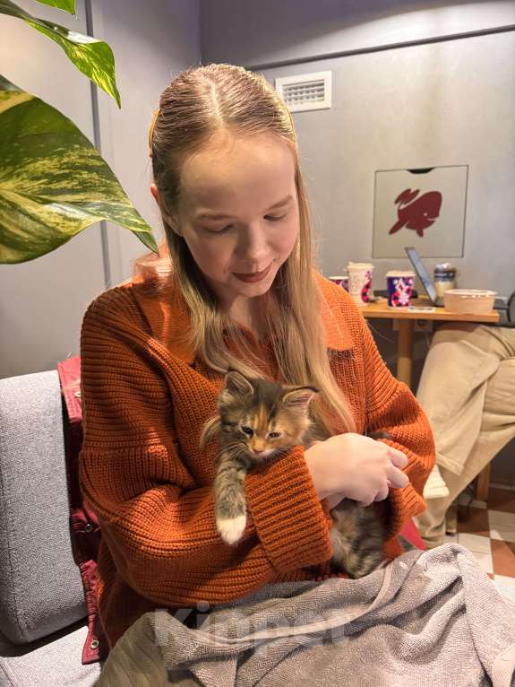 Кошки в Казани: мейн кун котенок Девочка, 17 000 руб. - фото 5
