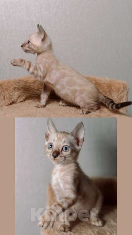 Кошки в Санкт-Петербурге: Бенгальские котята шоу класса  Девочка, Бесплатно - фото 3