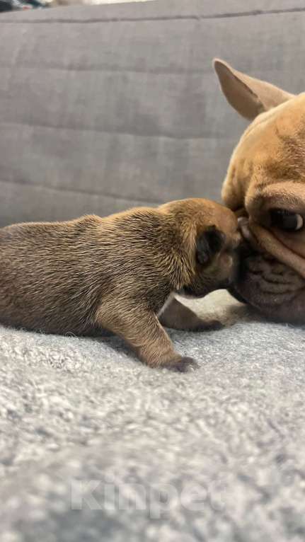 Собаки в Нижнем Новгороде: Резерв щенков породы французский бульдог  Девочка, 30 000 руб. - фото 2