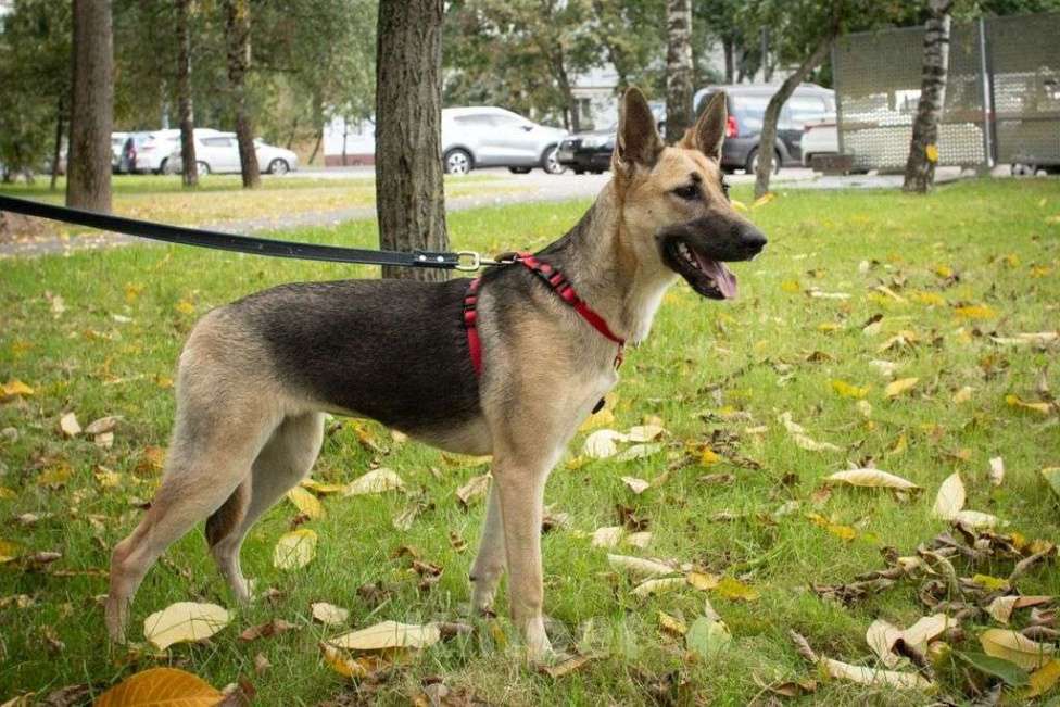 Собаки в Москве: Ева Девочка, Бесплатно - фото 2