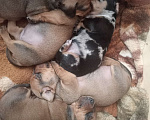 Собаки в Тюмени: Продам щенка таксы Девочка, 8 000 руб. - фото 1