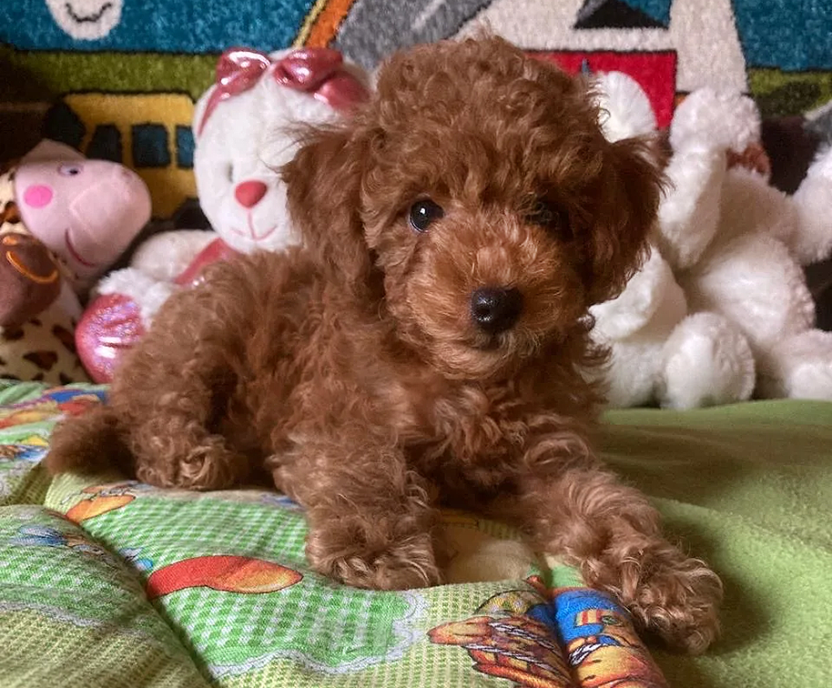 Собаки в Москве: Щенок той-пуделя Мальчик, Бесплатно - фото 1