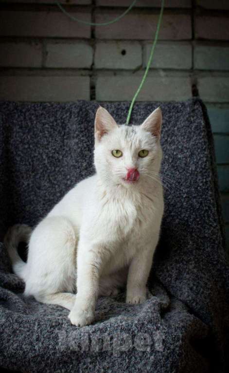 Кошки в Москве: Ласковая и воспитанная белая кошка Маркиза в добрые руки Девочка, Бесплатно - фото 3