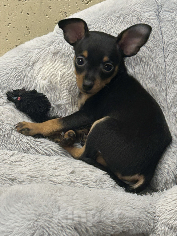 Собаки в Подольске: Пражский крысарик мальчик Мальчик, 69 000 руб. - фото 2