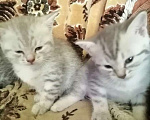 Кошки в Екатеринбурге: Котята в добрые руки Мальчик, Бесплатно - фото 1