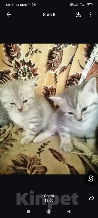 Кошки в Екатеринбурге: Котята в добрые руки Мальчик, Бесплатно - фото 1