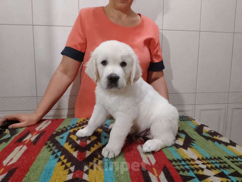 Собаки в Москве: Высокопородные щенки золотистого ретривера  Девочка, Бесплатно - фото 5