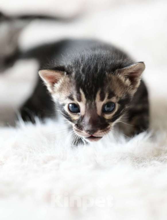 Кошки в Ивантеевке: D002 Девочка, 80 000 руб. - фото 2