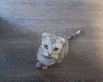 Кошки в Новокузнецке: Срочно отдам кошечку в хорошие руки Девочка, Бесплатно - фото 1