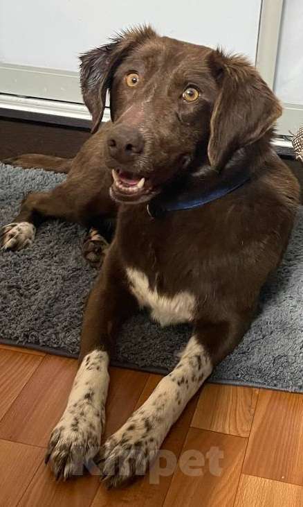 Собаки в Москве: Каштанка ищет дом или передержку Девочка, Бесплатно - фото 3