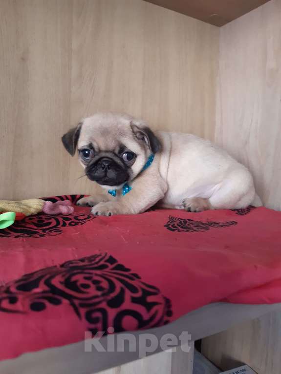 Собаки в Новосибирске: Мопс мальчик 3 мес Мальчик, 45 000 руб. - фото 3