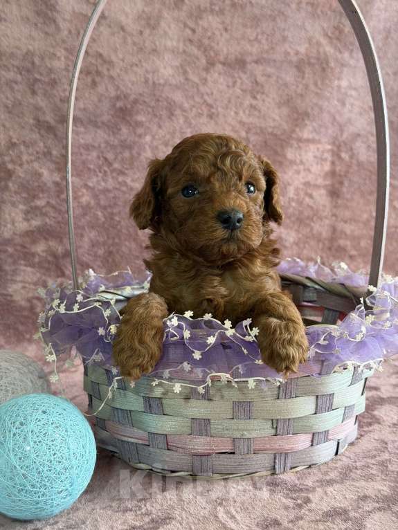 Собаки в Москве: Девочка той пудель  Девочка, 80 000 руб. - фото 3