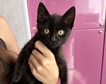 Кошки в Ставрополе: Котенок в добрые руки Девочка, Бесплатно - фото 2