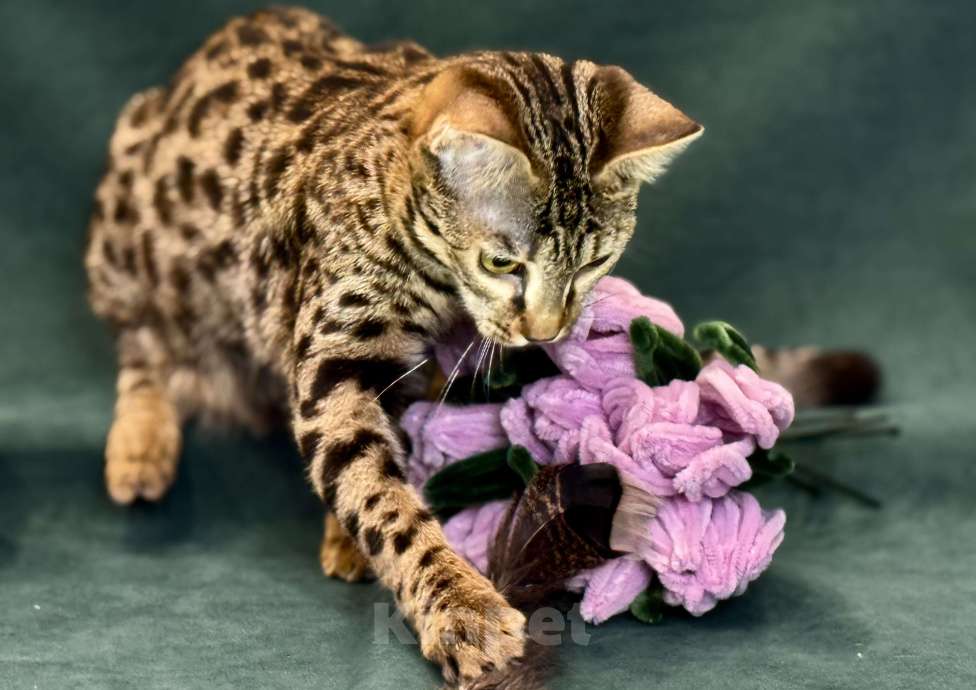 Кошки в Екатеринбурге: Внучка, Азиатского леопардового кота!!! Девочка, 70 000 руб. - фото 3