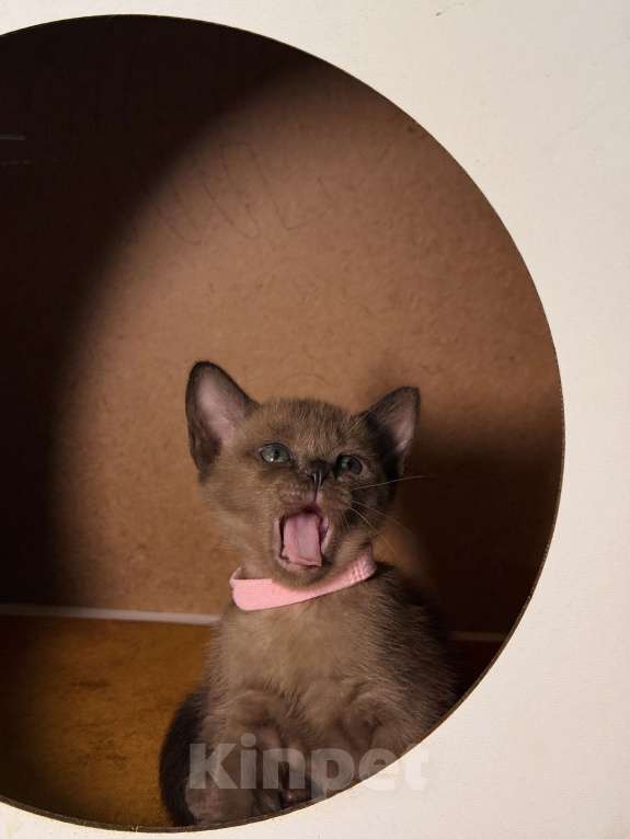 Кошки в Москве: Бурманский котенок Разнополые, 80 000 руб. - фото 8