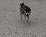 Собаки в Крымске: Прибился пёсик, Хаски Мальчик, Бесплатно - фото 3